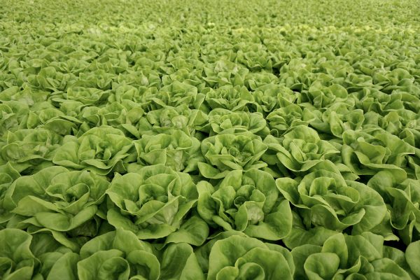 Sebastian-Hoek-Envelope-Farmers-First-20