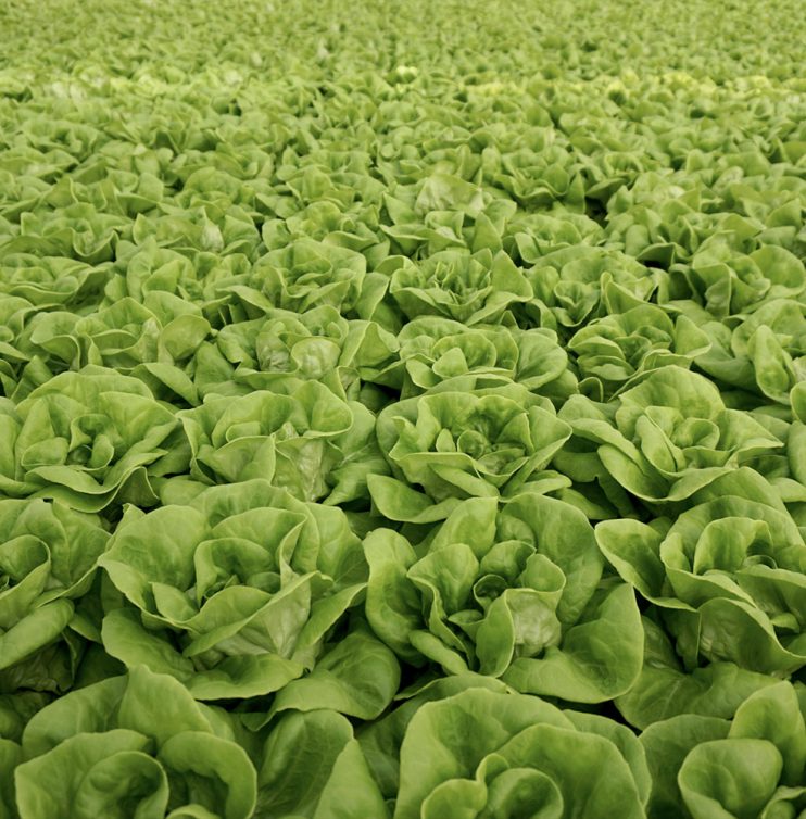 Sebastian-Hoek-Envelope-Farmers-First-20